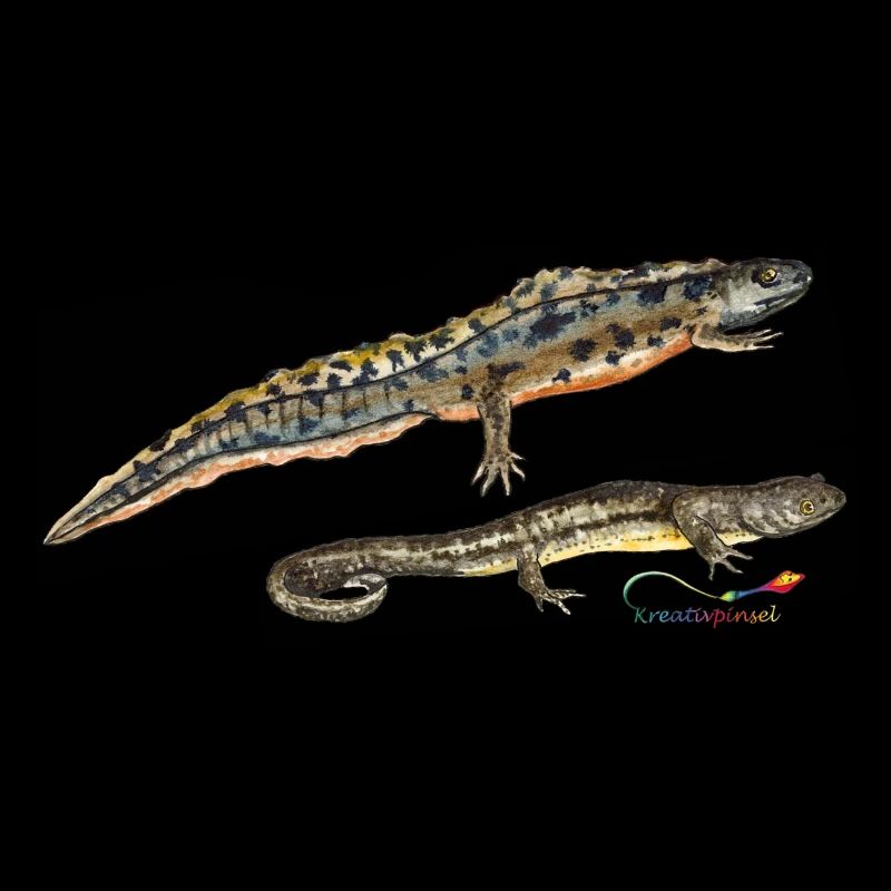 Pond Newts