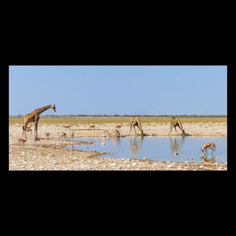 Landschaft am Fluss Cubango mit Giraffe