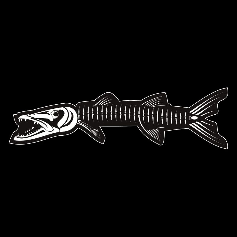 Skeleton of Barracuda