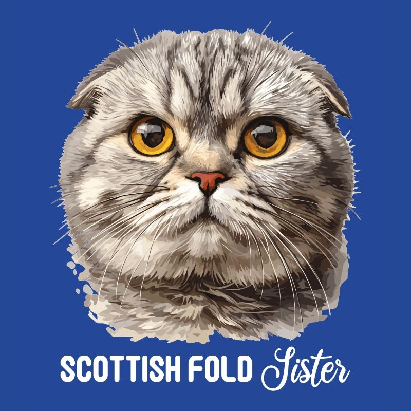 Scottish Fold Kitten Scottish Fold Cat