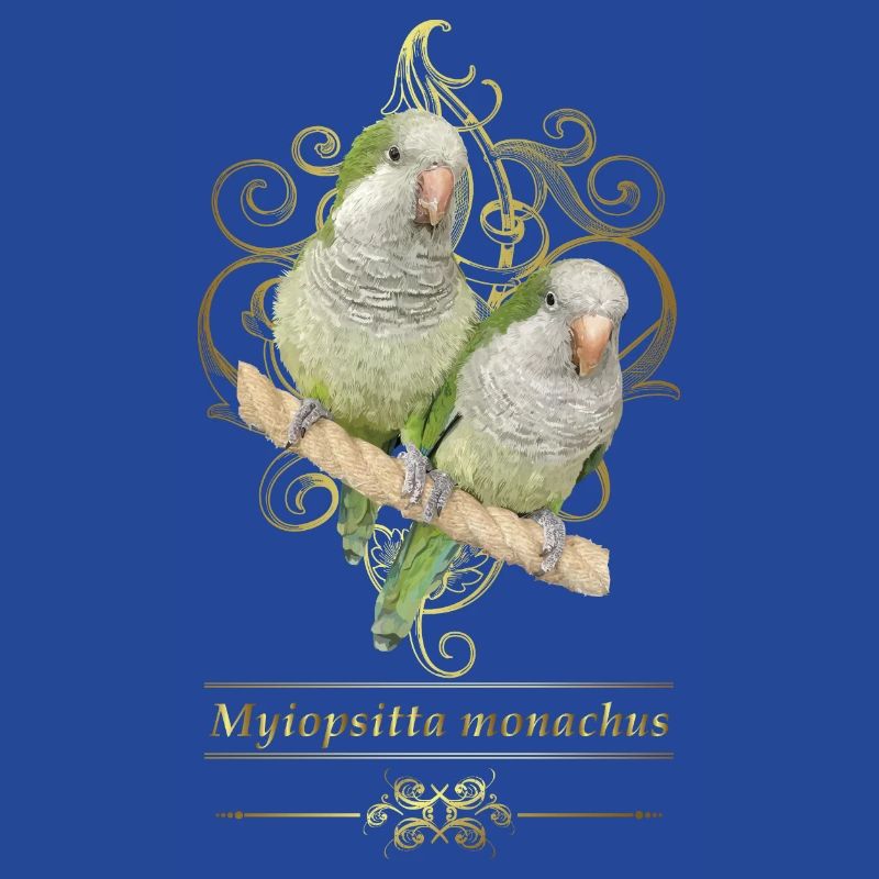Perruche d’Argentine