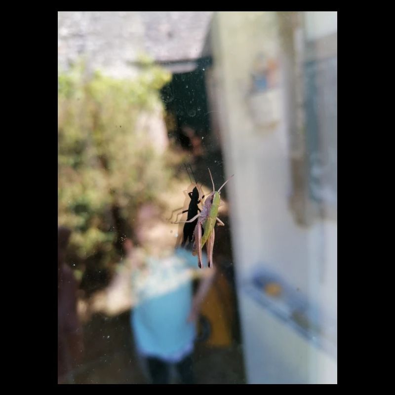 Window cricket