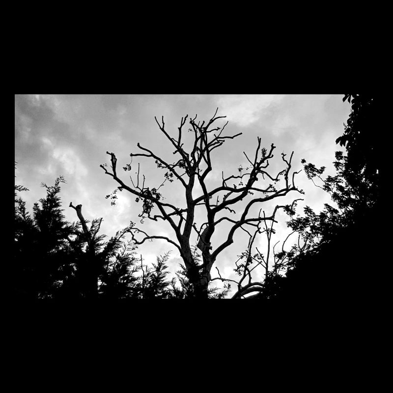 Baum mit seinen kahlen Ästen am Himmel