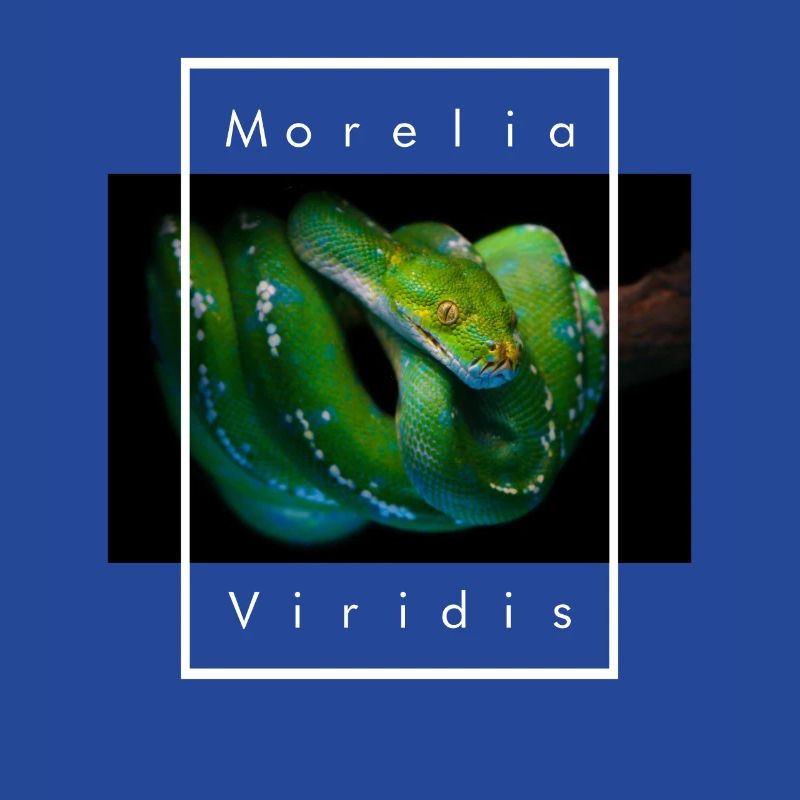 Morelia Viridis Grüner Baum Python Schlangenhalter
