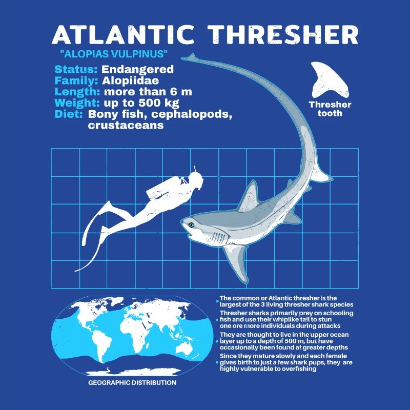 Thresher Shark Datasheet