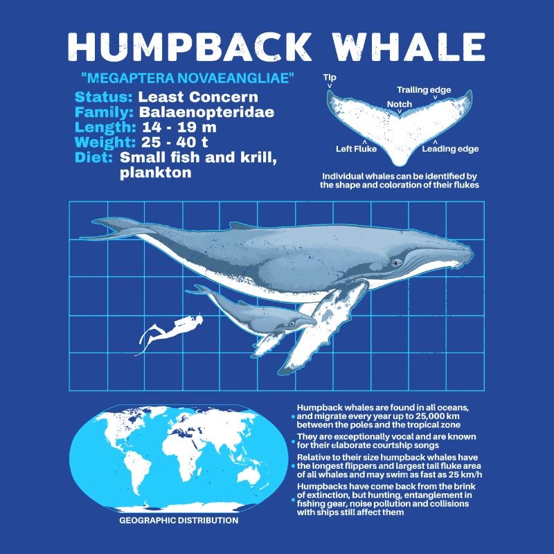 Fiche technique de la baleine à bosse