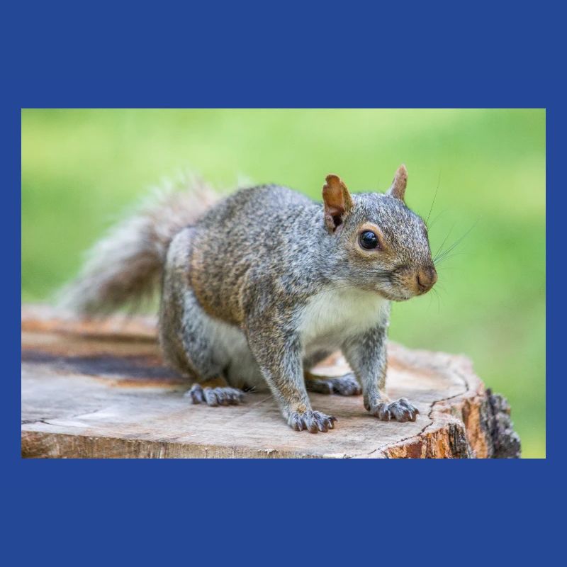 Écureuil gris Grauhörnchen Sciurus carolinensis