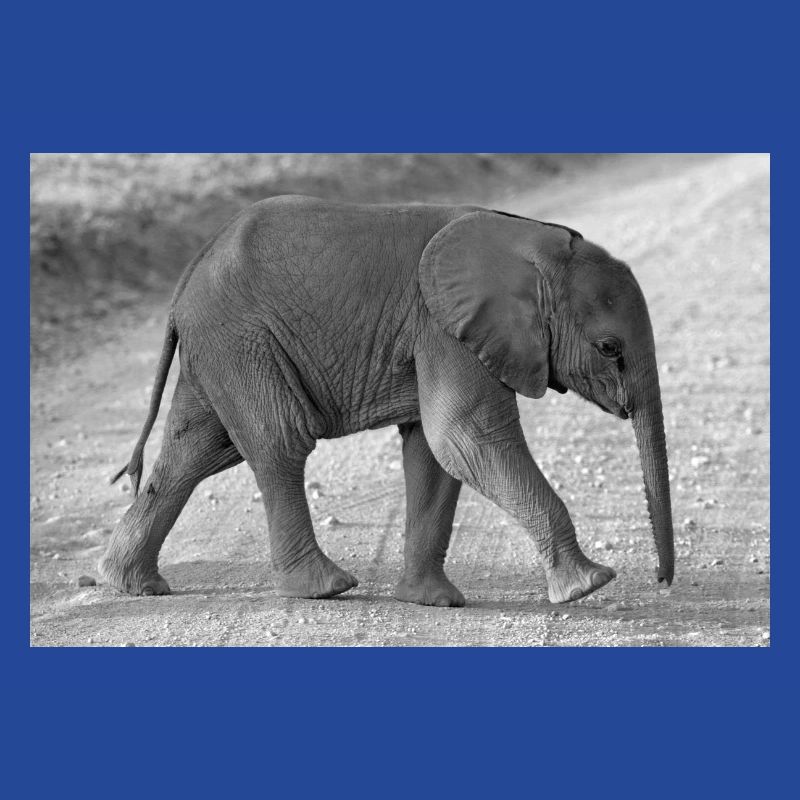Bébé éléphant