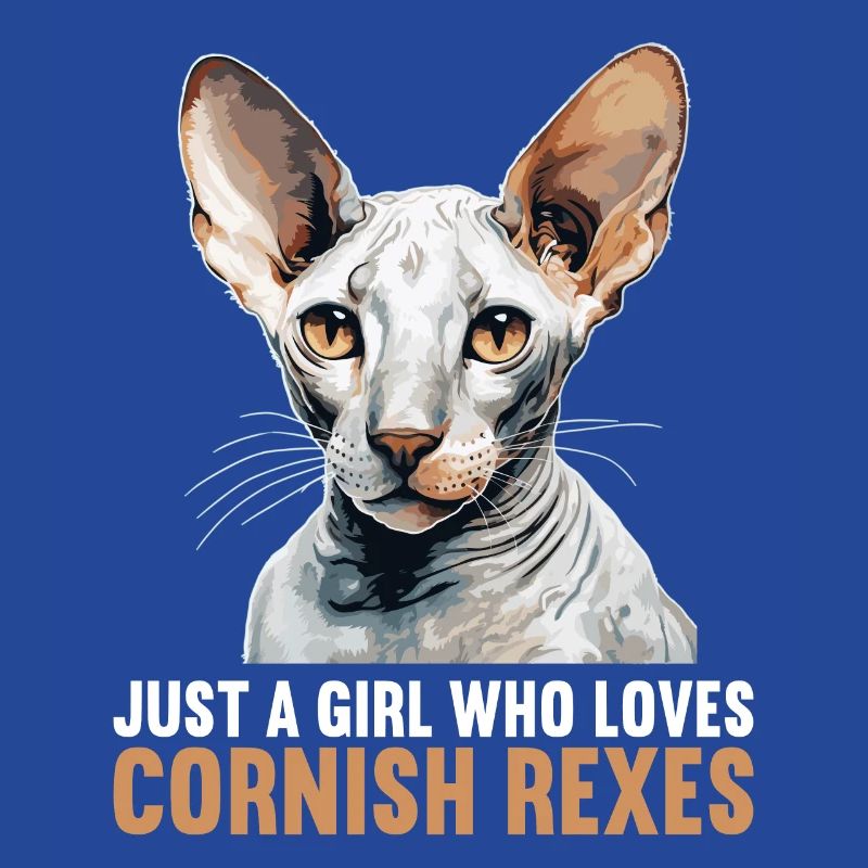 Chaton Cornish Rex Chat Cornish Rex