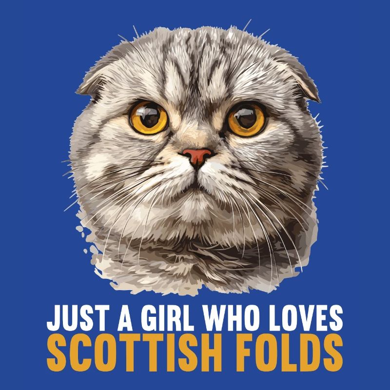 Scottish Fold Kitten Scottish Fold chat