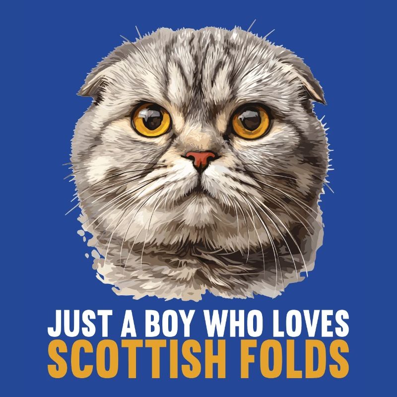 Scottish Fold Kitten Scottish Fold Cat