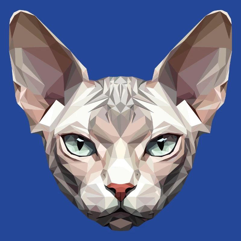 Sphynx Chat Sphynx Chat Chat Canadien Sphinx mignon