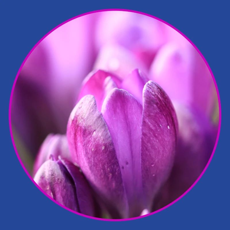 Crocus Crocus Fleurs violettes Crocus Bourgeon de crocus