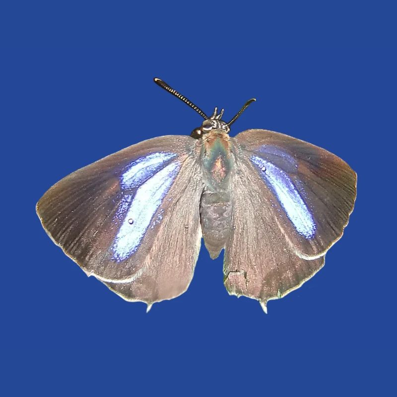 Blauer Eichen-Zipfelfalter