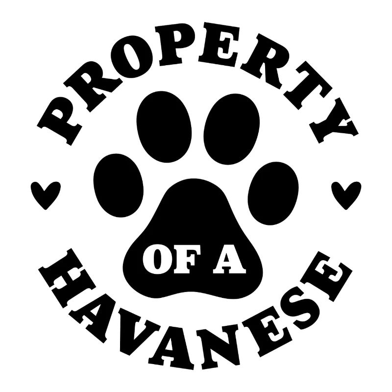 Eigentum eines Havanesers
