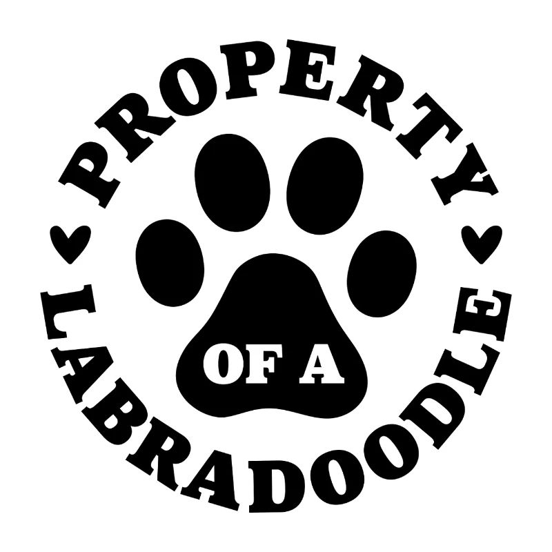 Eigentum eines Labradoodles