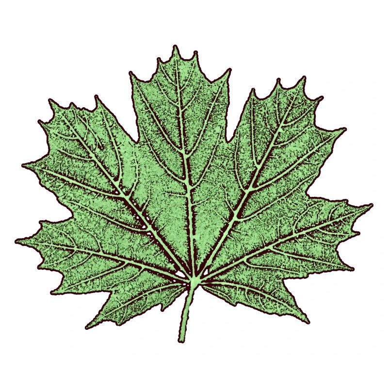Maple leaf / leaf maple - Botany