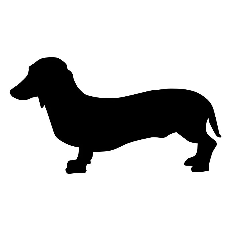 Dachshund