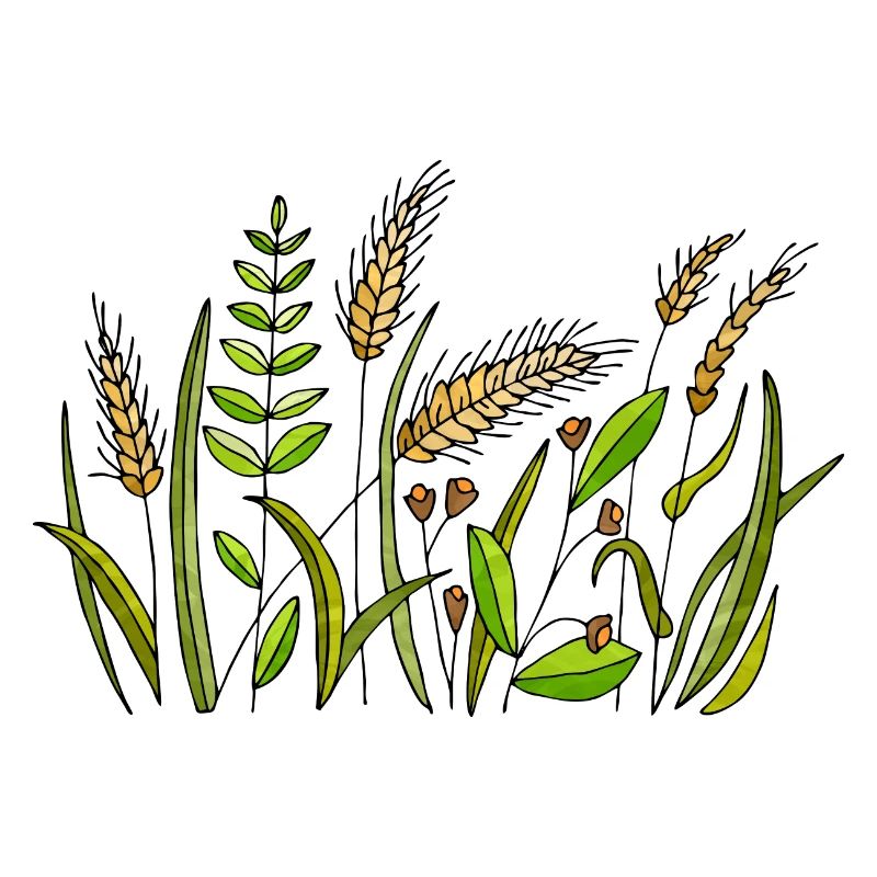 Herbe