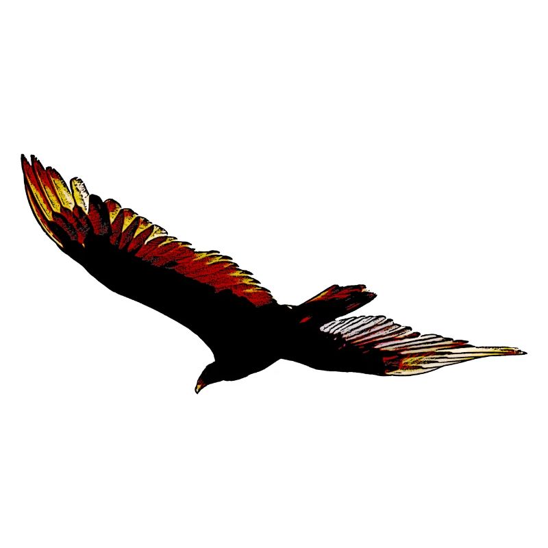 eagle