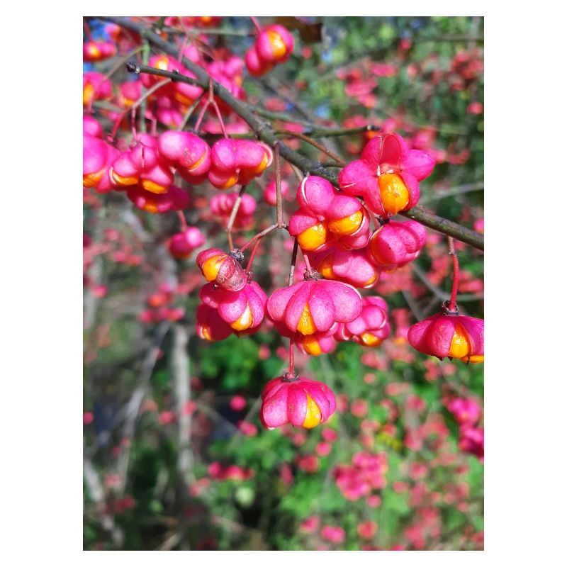 Spindle tree