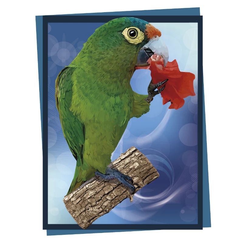 Perruche à front orange