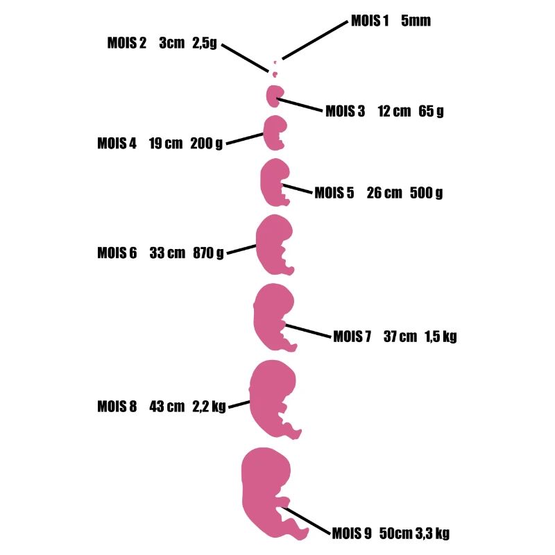 bébé evolution