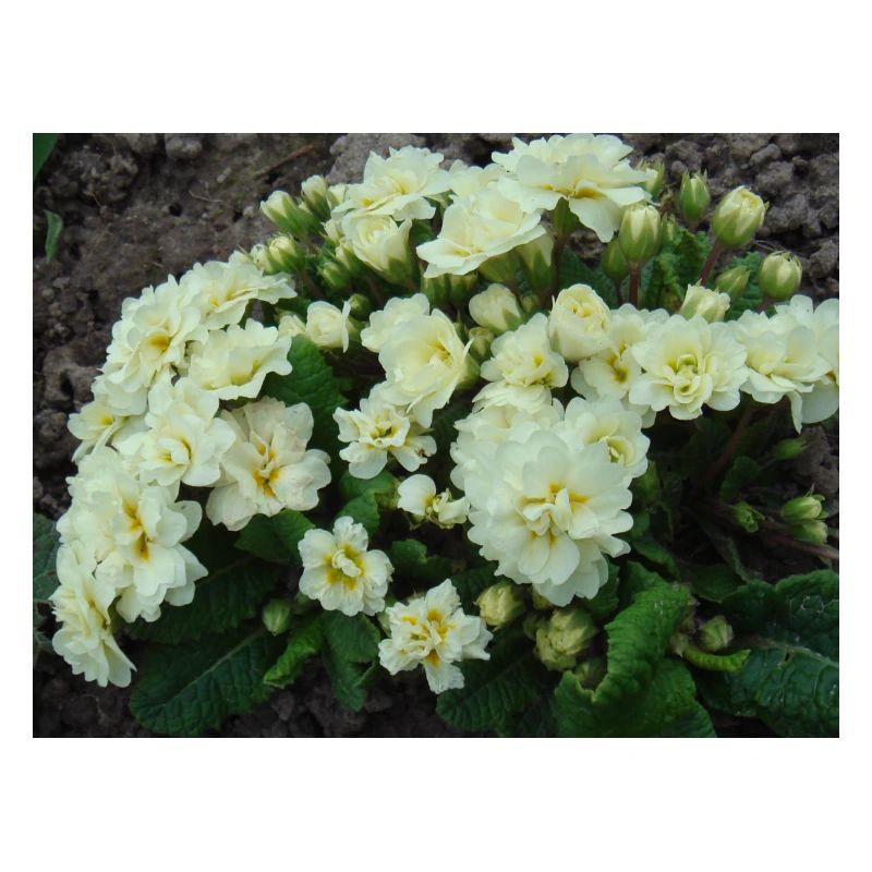 White filled scented primroses in spring