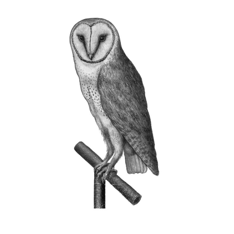 Eule