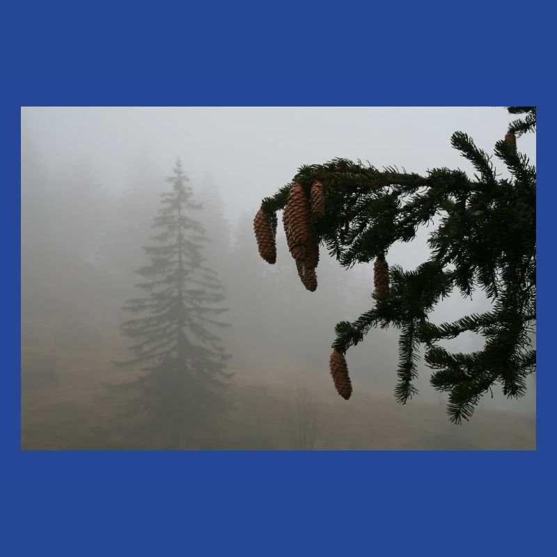 Cloud Forest Cone Magic / Feldberg
