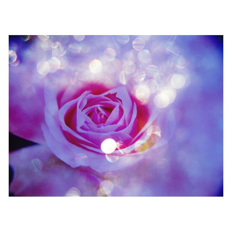 Rose's bright multiple exposure