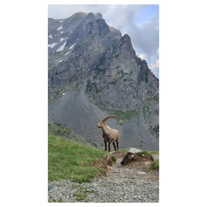 Alpine ibex