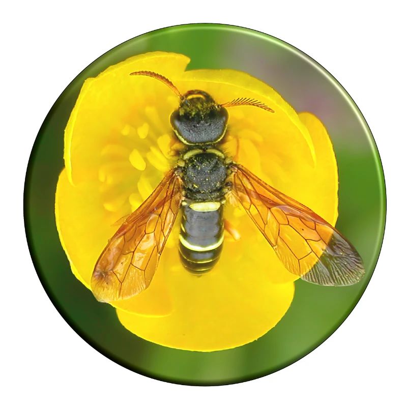 Insect mimicry is a camouflage strategy