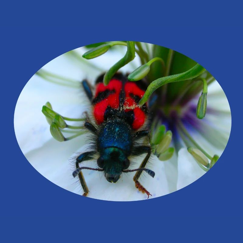 Der Bienenkäfer oder Bienenwolf ist ein Räuber