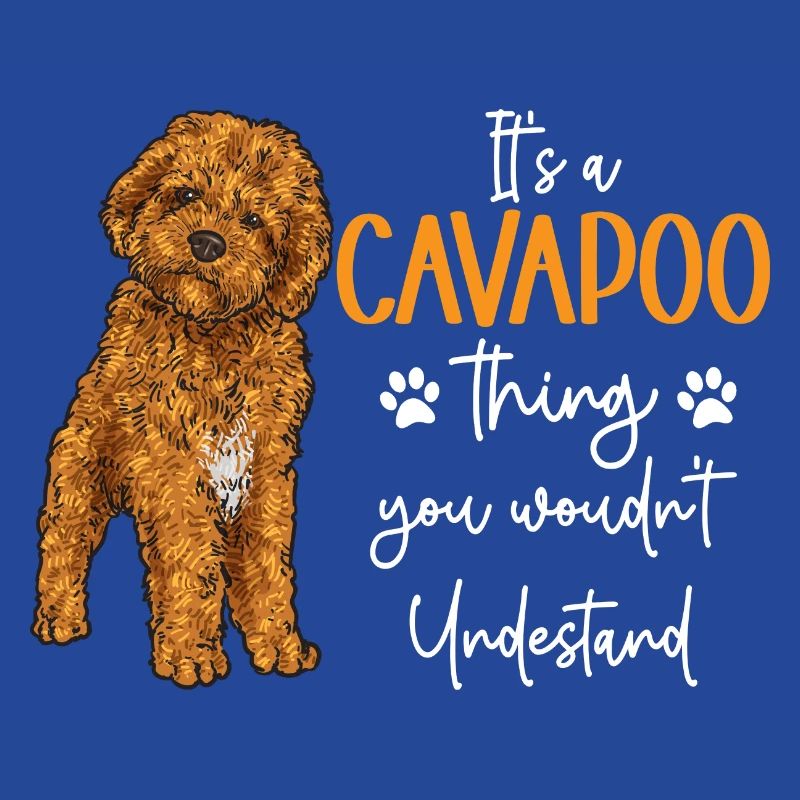 Cavapoo Cavoodle Capoodle Hund