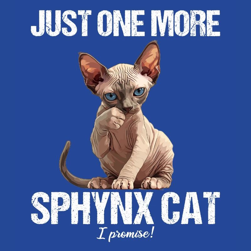 Chaton Sphynx Chat Sphynx