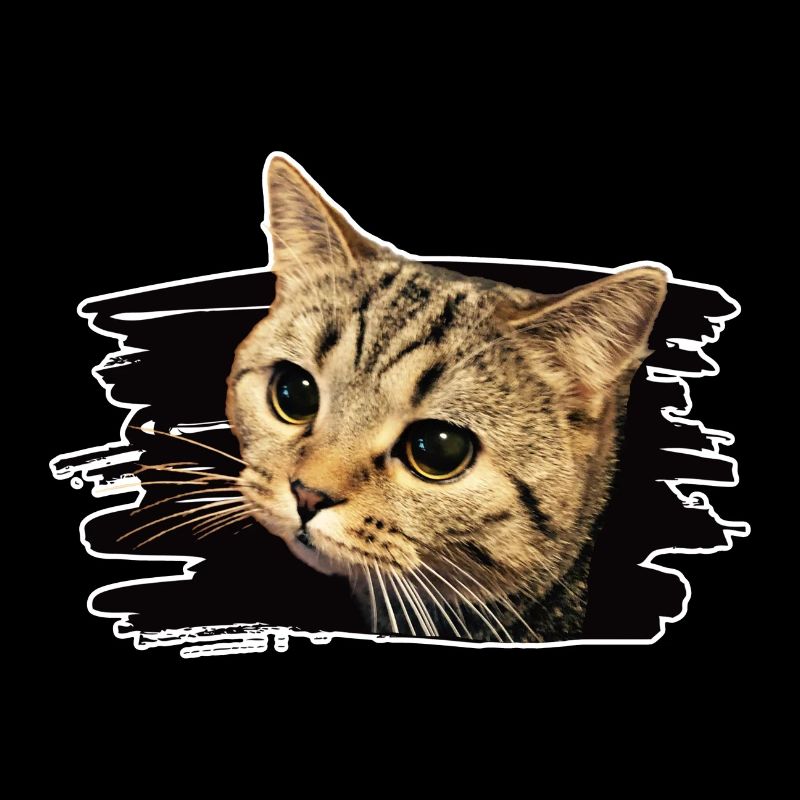 Bkh katze