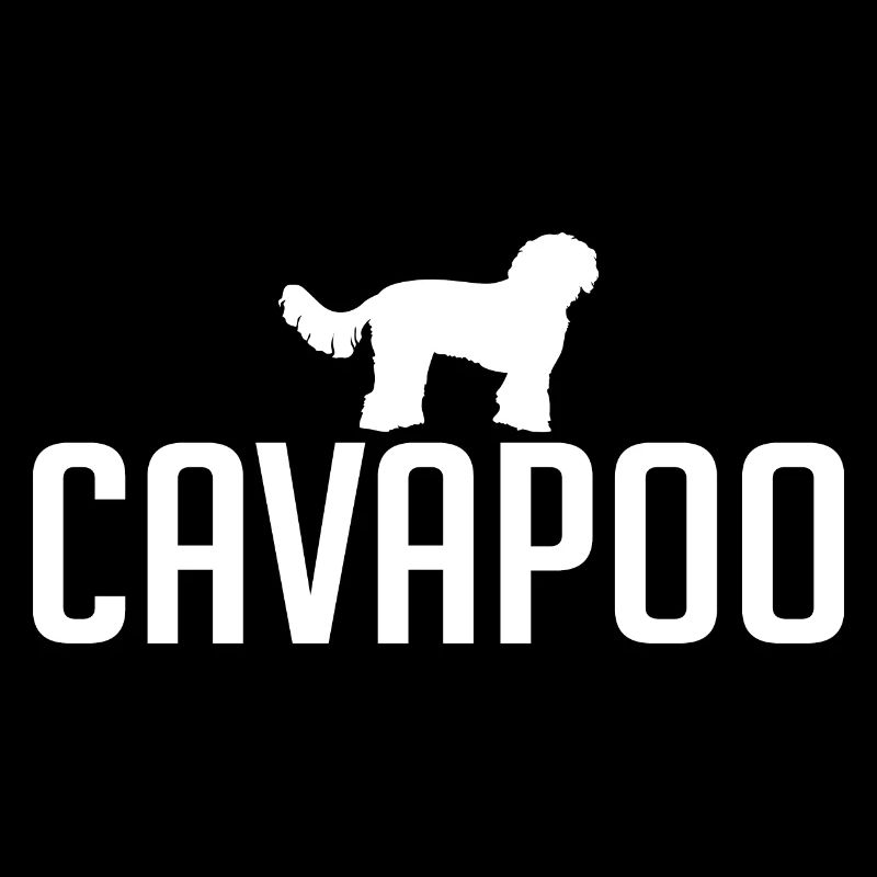 Cavapoo Hunderasse Hunde Wilsigns