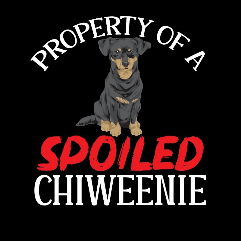Chiweenie Dog