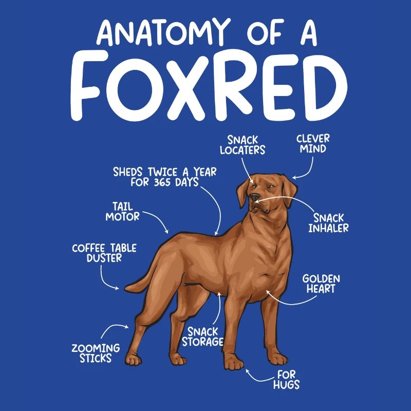Fuchsroter Labrador Retriever Fox Red Labrador