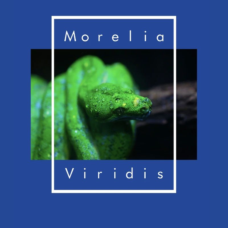 Morelia Viridis Snake Keeper Green Tree Python