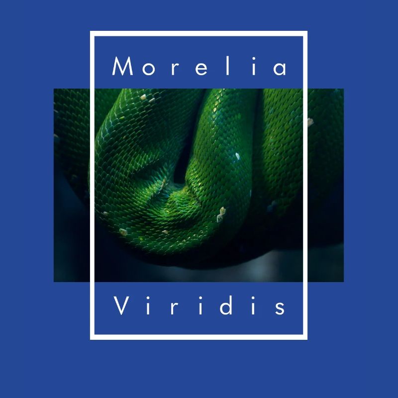 Arbre vert Python Morelia Viridis Serpent