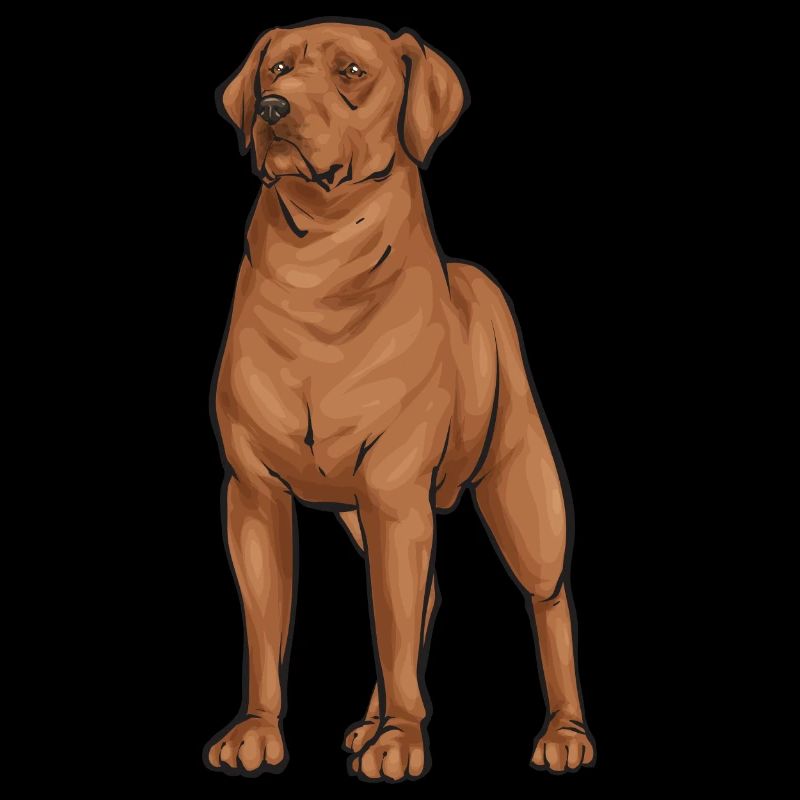 Fuchsroter Labrador Retriever Fox Red Labrador