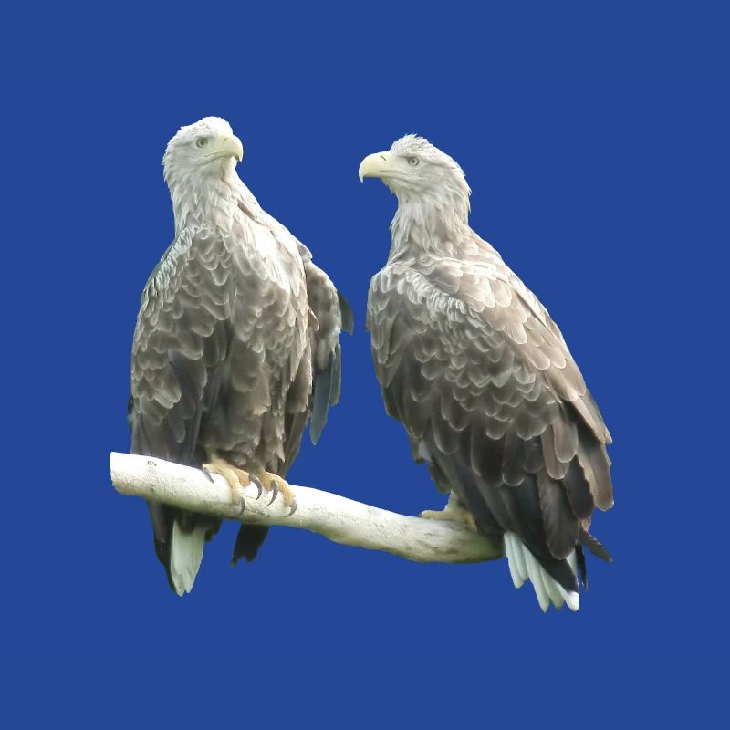 Pygargue à queue blanche