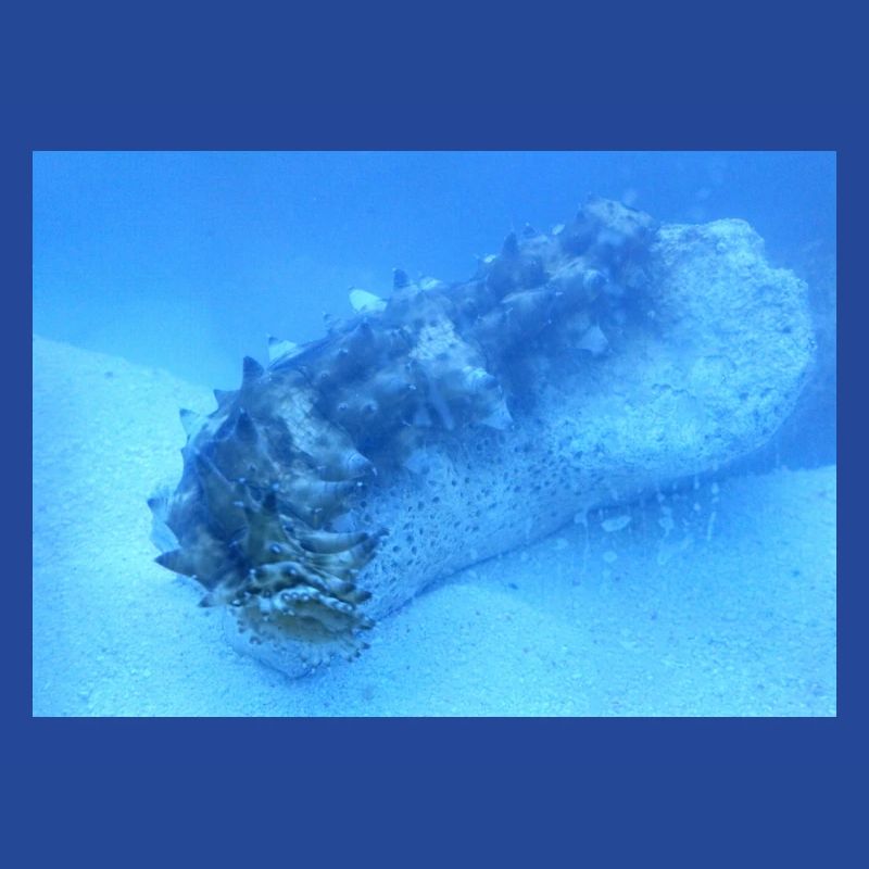 Lake Roller