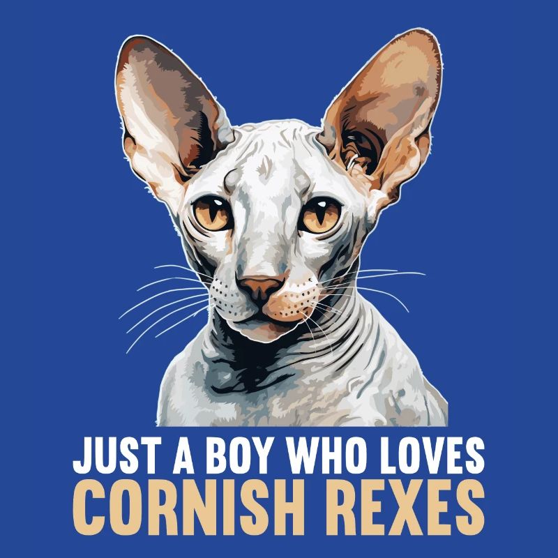 Cornish Rex Kätzchen Cornish Rex Katze