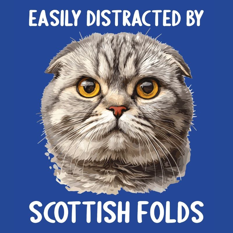 Scottish Fold Kitten Scottish Fold Cat