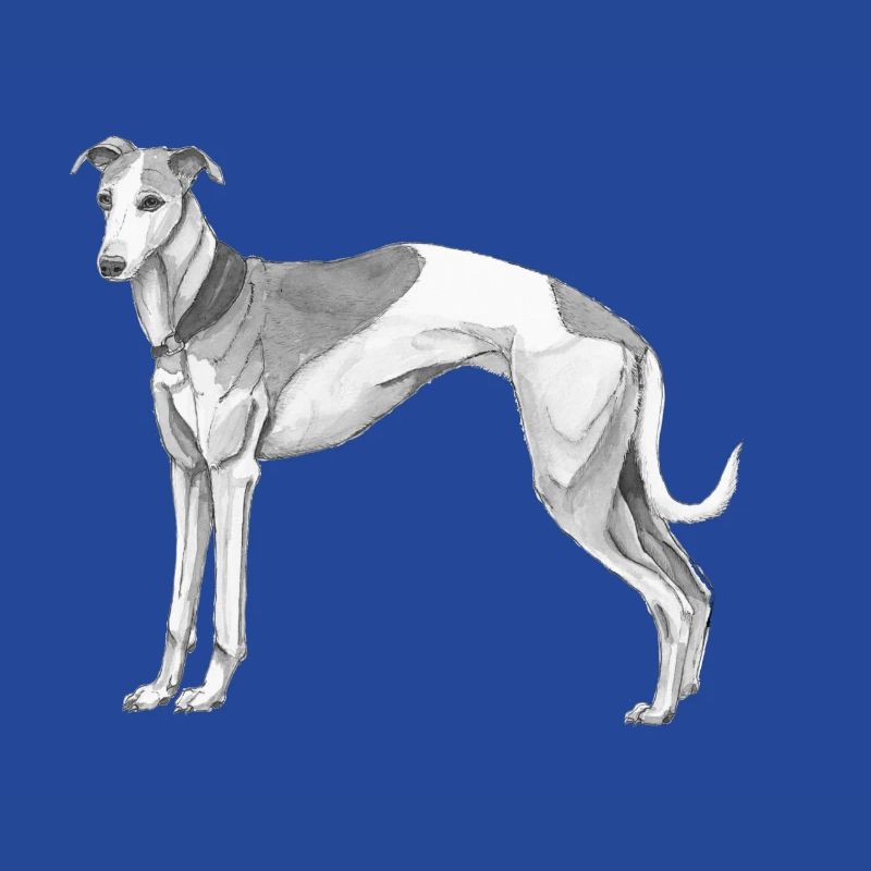 Whippet
