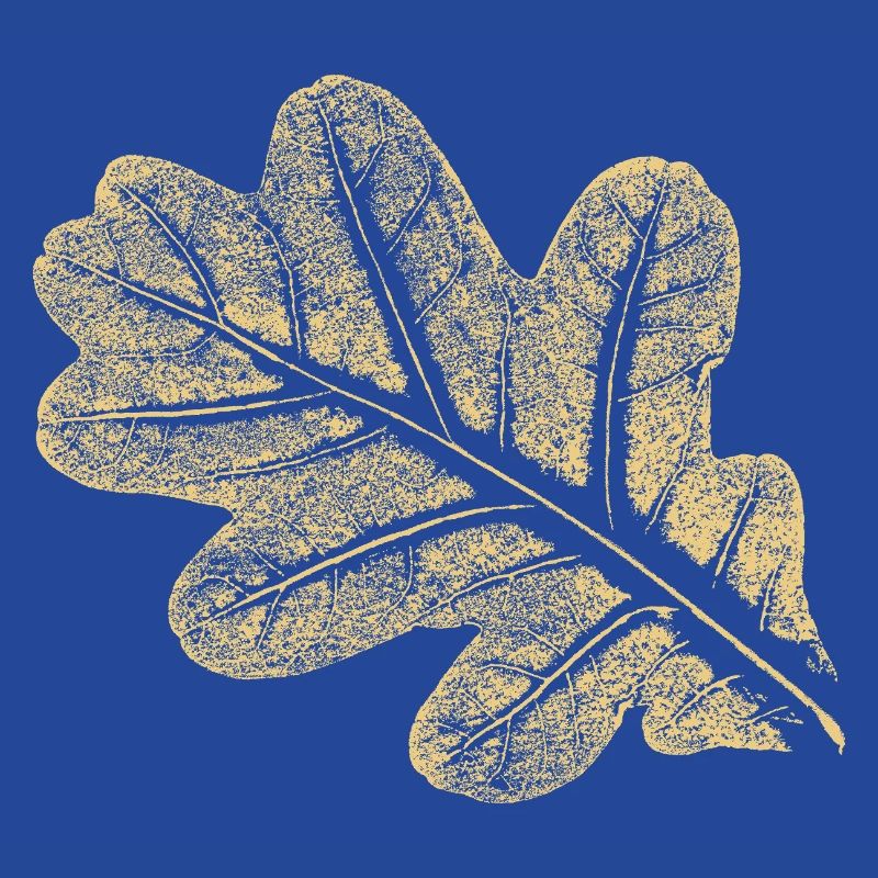 Leaf - Oak / Botany & Nature