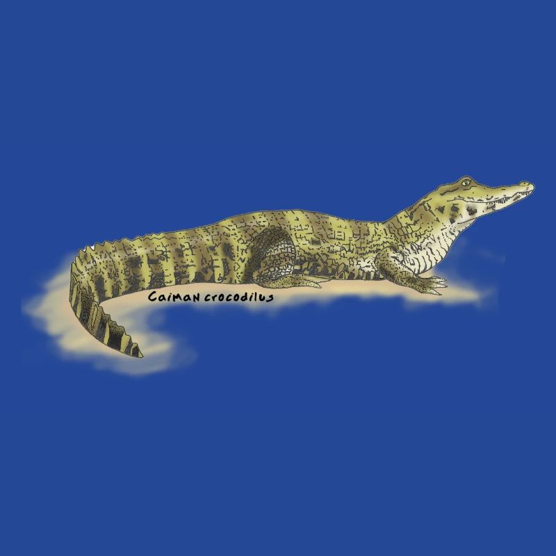 Baba (Caiman crocodilus)
